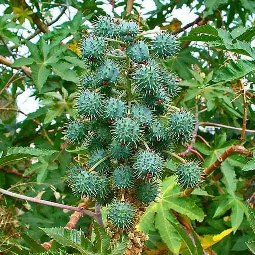Wellness herb