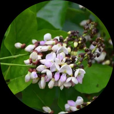 Wellness herb