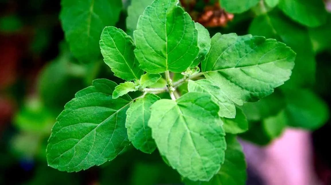 Wellness herb